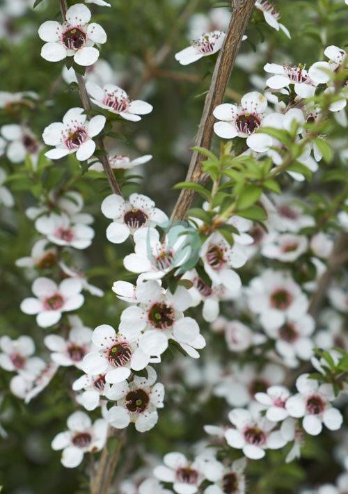 manuka leptospermum scoparium maroc