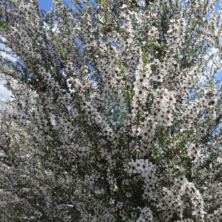 manuka-leptospermum-scoparium-maroc-clorofila.jpeg