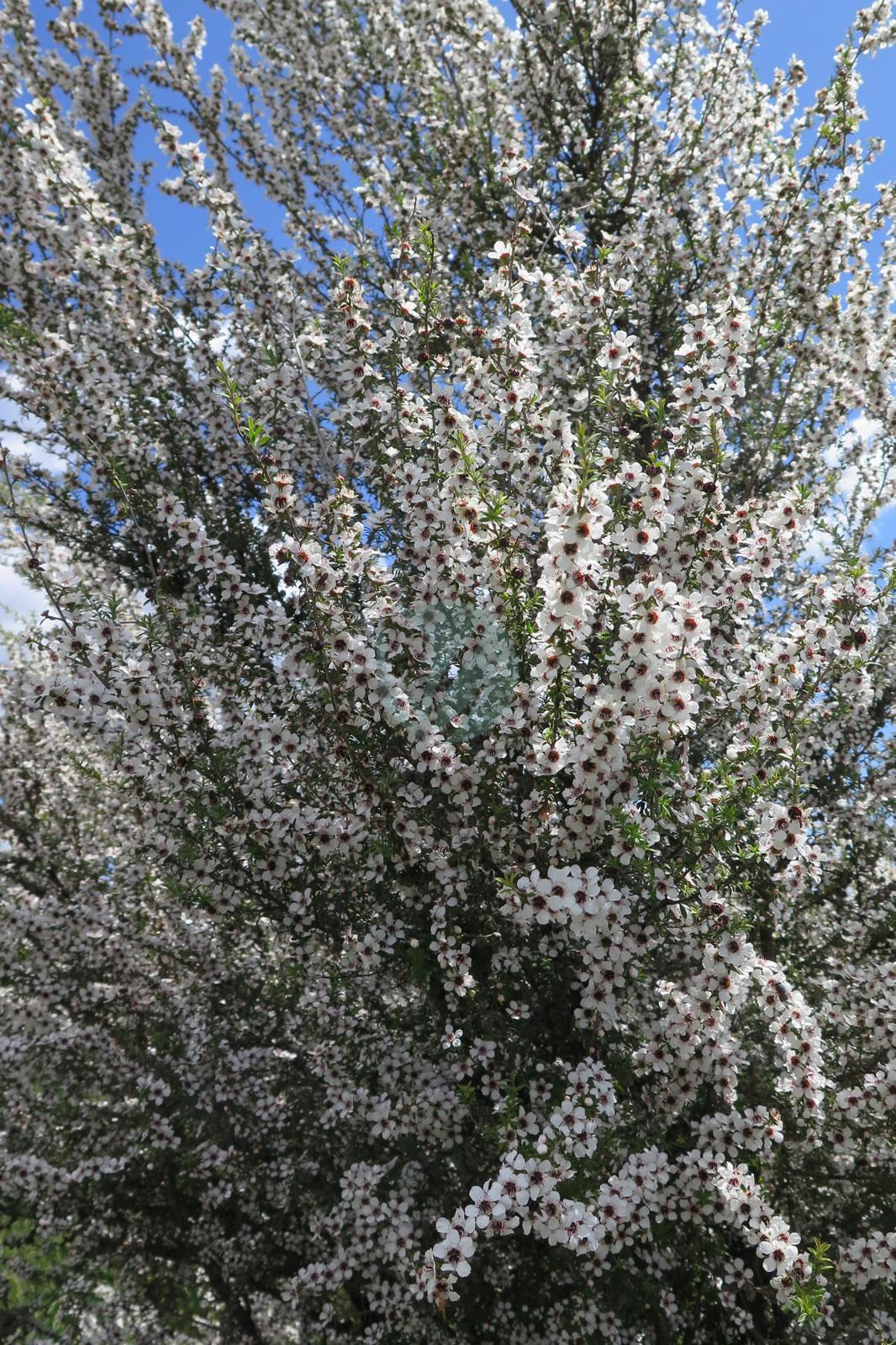 Manuka (Leptospermum scoparium, myrte de nouvelle-zelande) - Clorofila