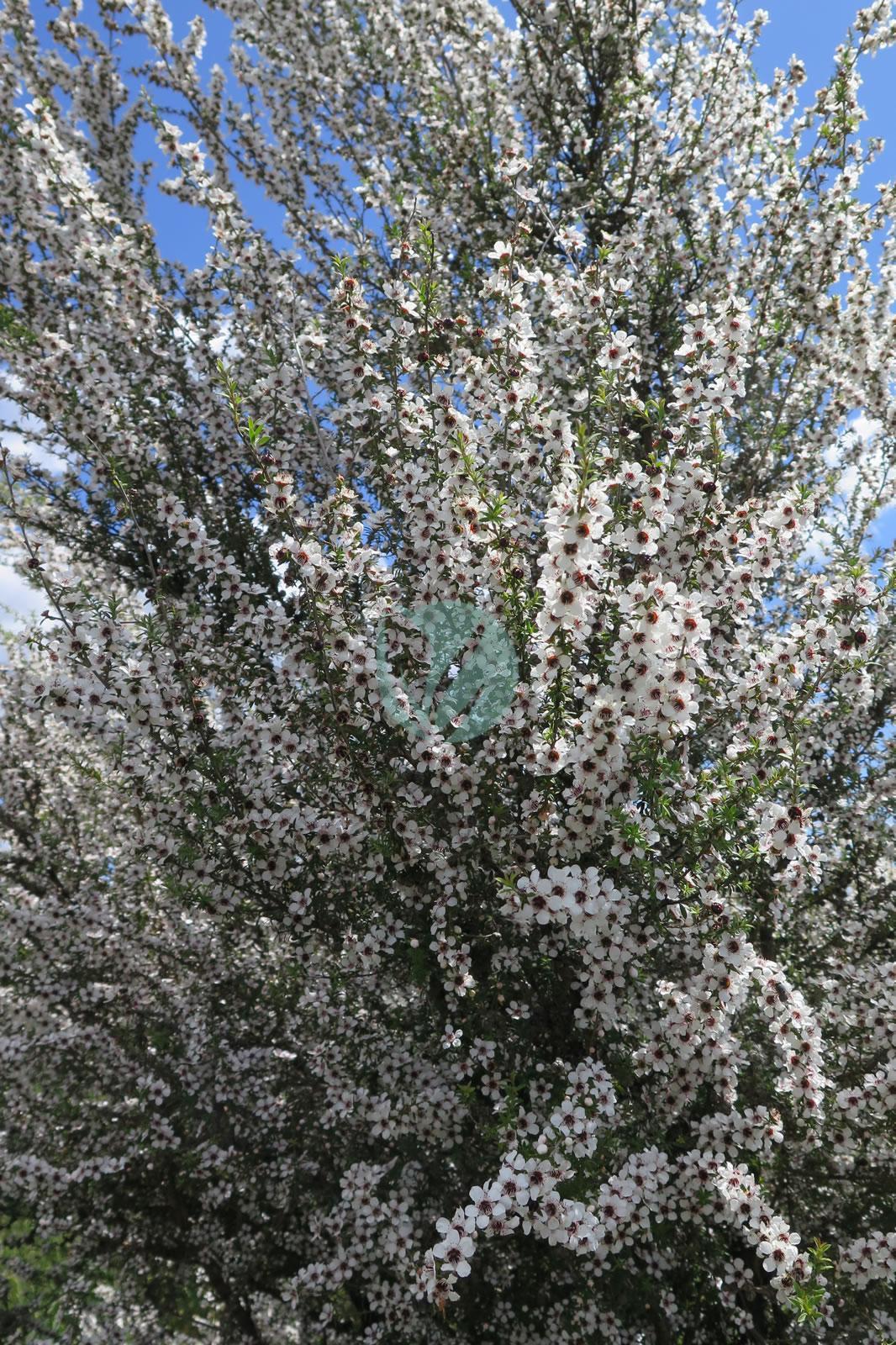 Manuka (Leptospermum scoparium, myrte de nouvelle-zelande) - Clorofila