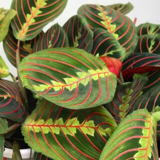 maranta-fascinator-clorofila.jpeg