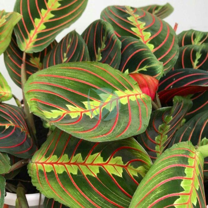 maranta fascinator clorofila