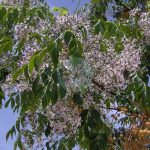 melia azedarach maroc clorofila