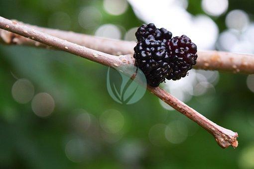 mulberry