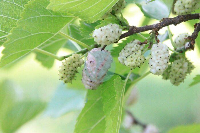 murier blanc