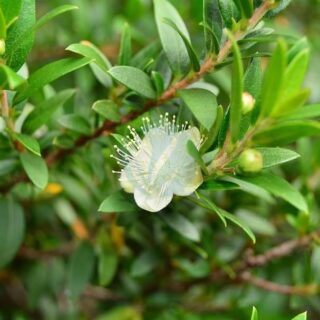 myrtle-common-culinary-flower-myrtus-communis-delicate.jpg