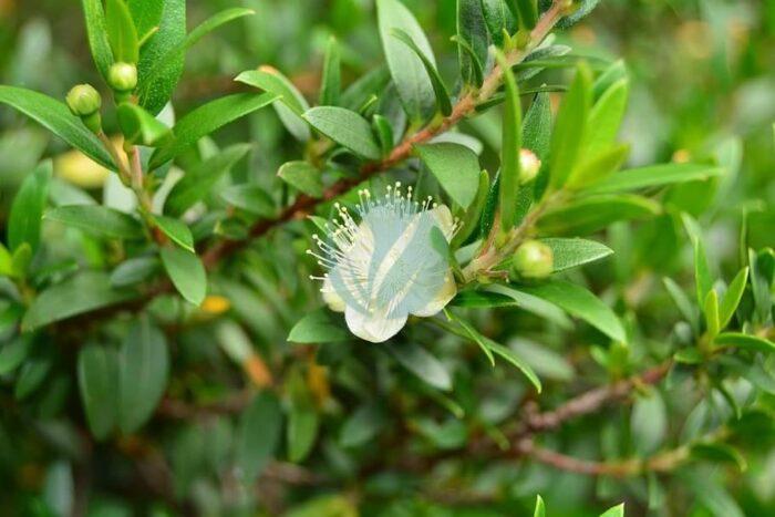 myrtle common culinary flower myrtus communis delicate