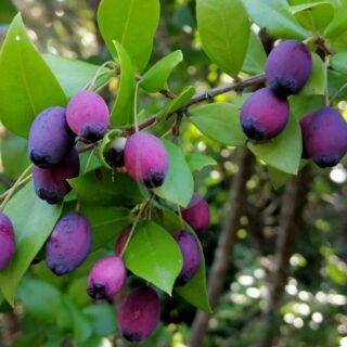 myrtus communis arbre fruitiers