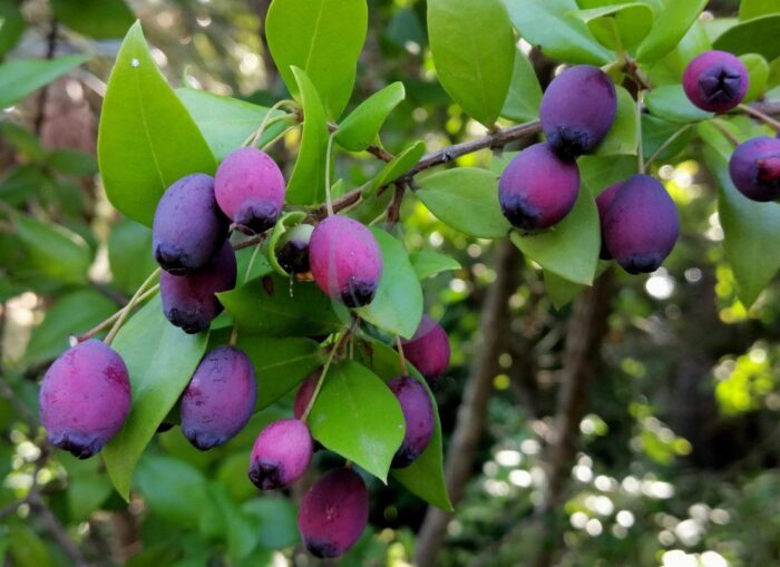 myrtus communis arbre fruitiers