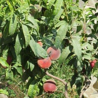 nectarines-1827848__340.jpg