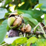 noyer juglans regia l