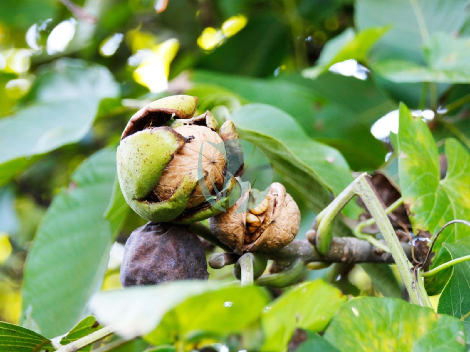 Arbres fruitiers au Maroc - Vente et Livraison a casablanca, rabat