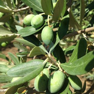 olives-1549770_1280.jpg