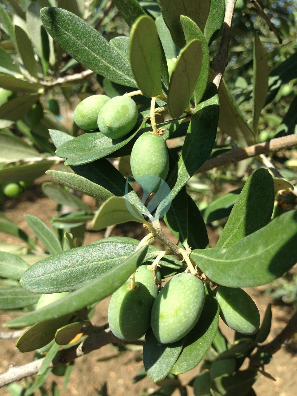 olives