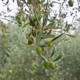 olivier-haouzia-maroc-clorofila-scaled-1.jpeg