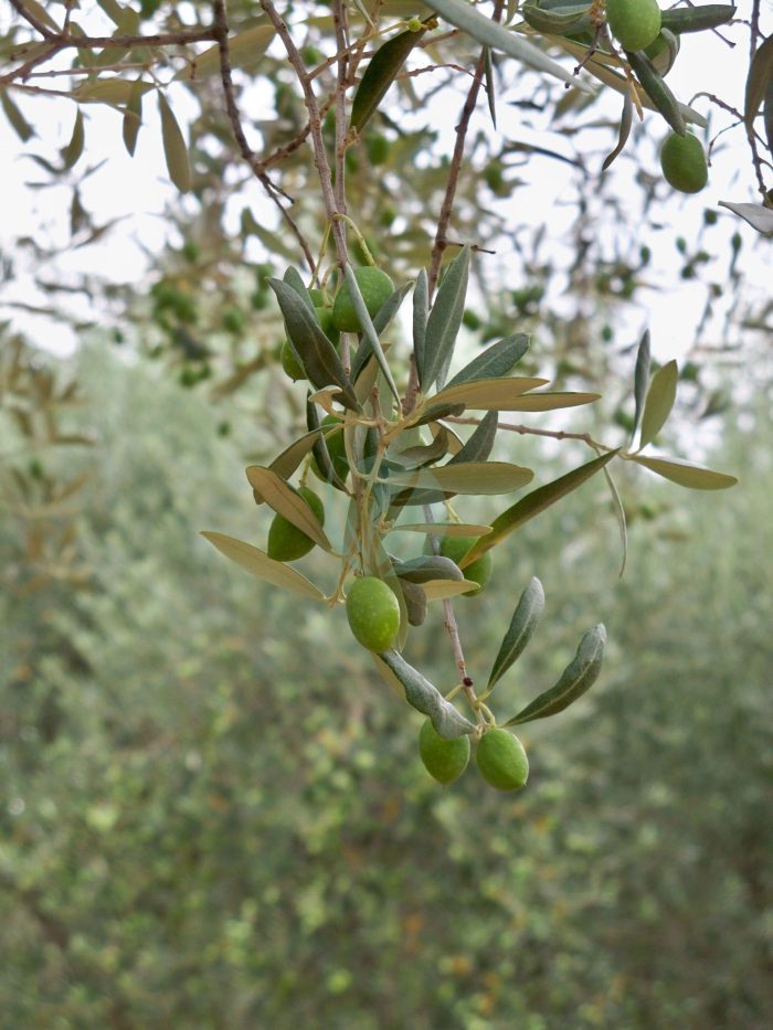 olivier haouzia maroc clorofila scaled