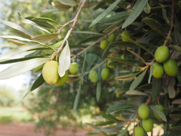 olivier menara maroc