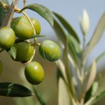 olivier menara maroc clorofila