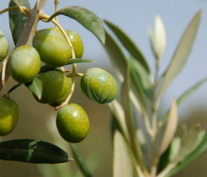 olivier menara maroc clorofila