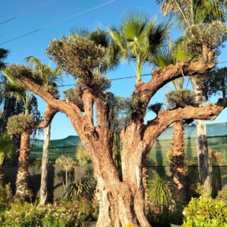 Arbres au Maroc - Vente en ligne et Livraison a casablanca, rabat