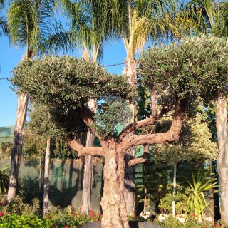 olivier-olea-europaea-bonsai.jpeg