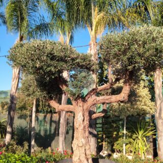 Décor extérieur des visages d'arbre Glorison - 12 Maroc