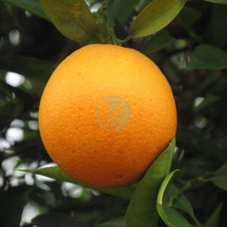 oranger-thomson-navel-maroc-clorofila.jpeg