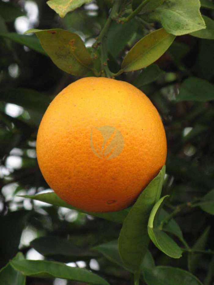 oranger thomson navel maroc clorofila
