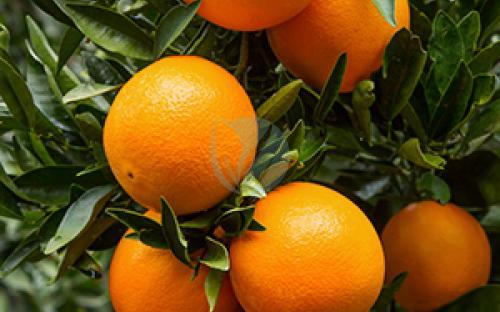 oranger thomson navel maroc
