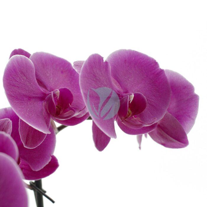 orchidee phalaenopsis clorofila scaled