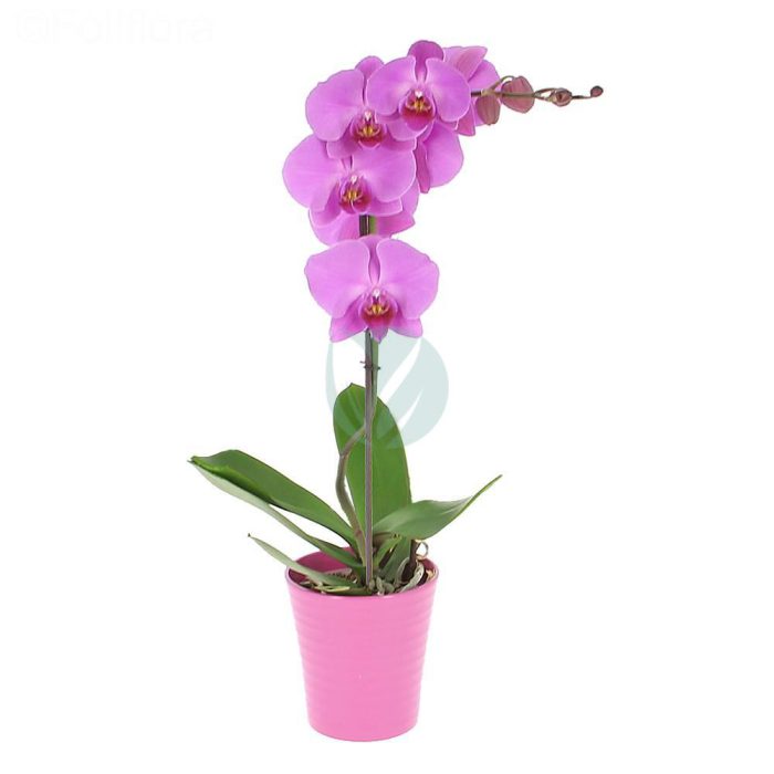 orchidee phalaenopsis maroc clorofila