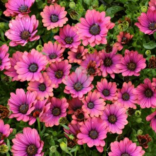 osteospermum-maroc.jpeg