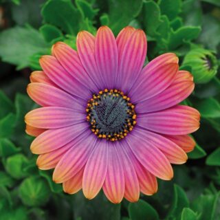 osteospermum-maroc-clorofila-1.jpeg