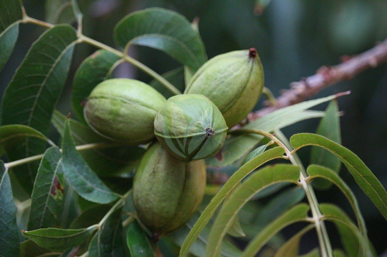 Carya illinoinensis, pacanier, noyer de pécan : plantation, culture