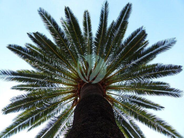 palm