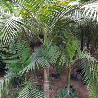 palmier-Archontophoenix-alexandrae-maroc-clorofila.jpeg