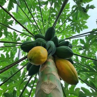 papaye-carica-papaya-maroc-clrofila-2.jpeg