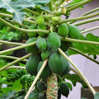 papaye-carica-papaya-maroc-clrofila.jpeg