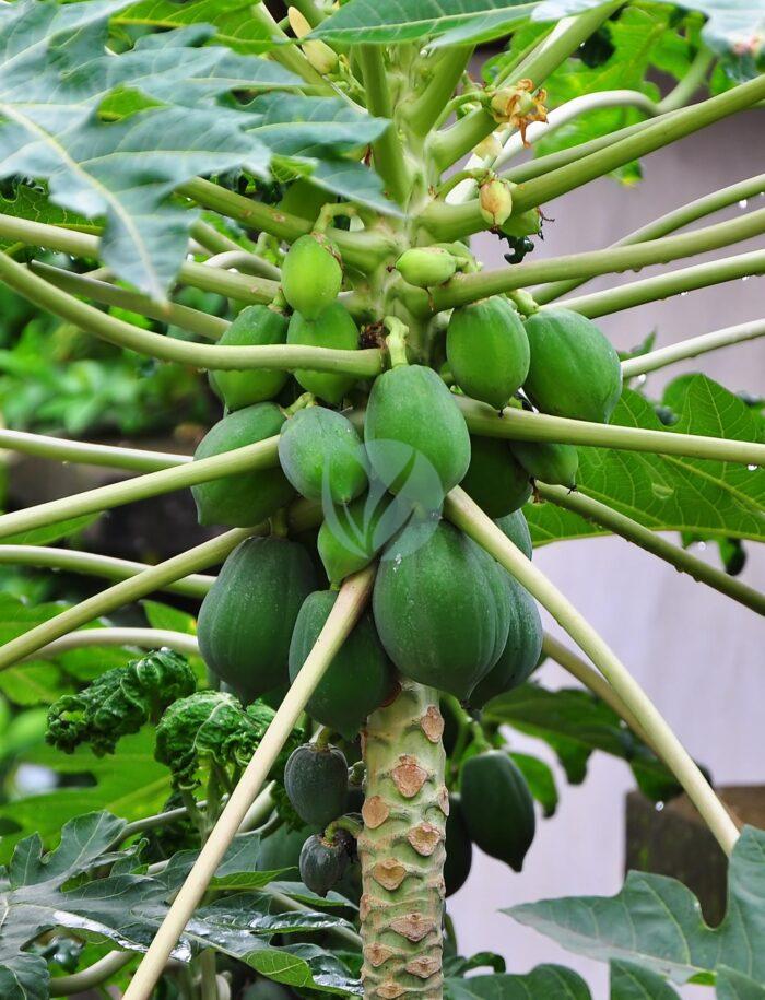 papaye carica papaya maroc clrofila