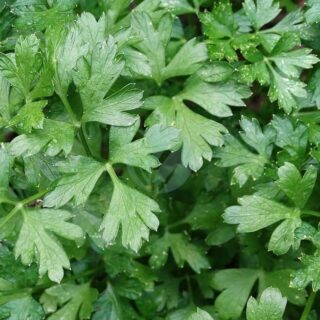 parsley-italian-parsley-green-herb-cooking-delicious.jpg