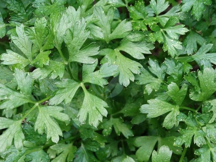parsley italian parsley green herb cooking delicious
