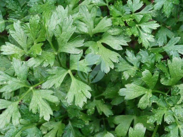 parsley italian parsley green herb cooking delicious