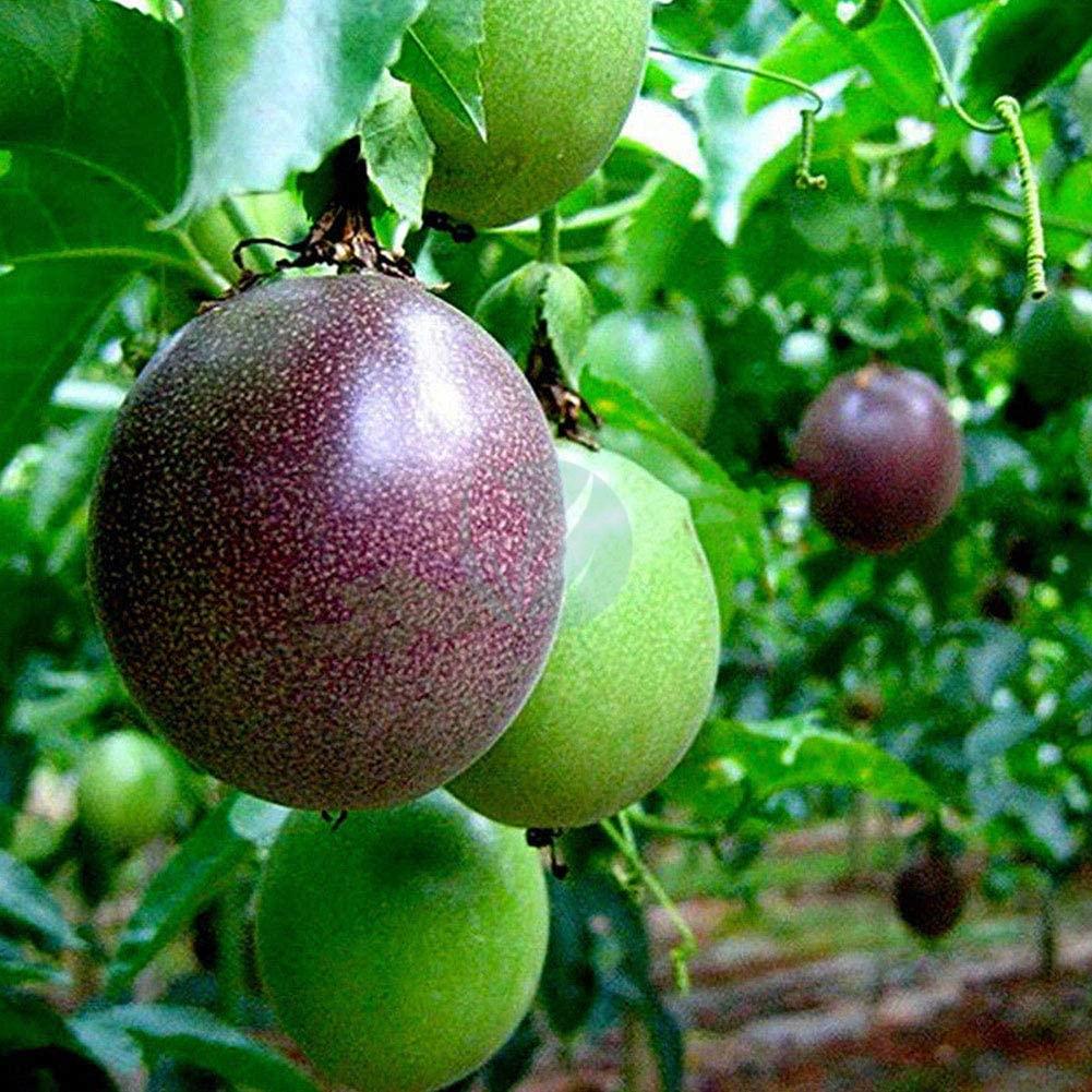 Passiflora edulis (fruit de la passion, grenadille)