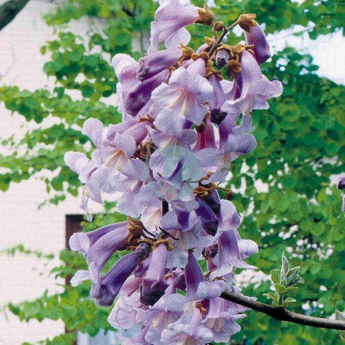 paulownia maroc clorofila