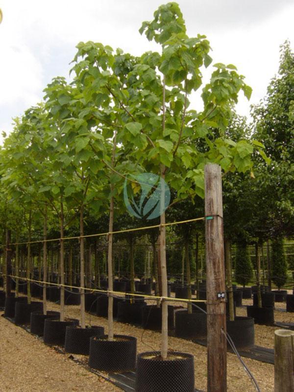 Paulownia - Clorofila