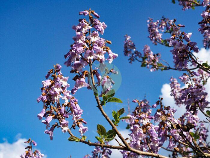 paulownia tomentosa maroc clorofila