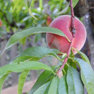 pecher arbre fruitier