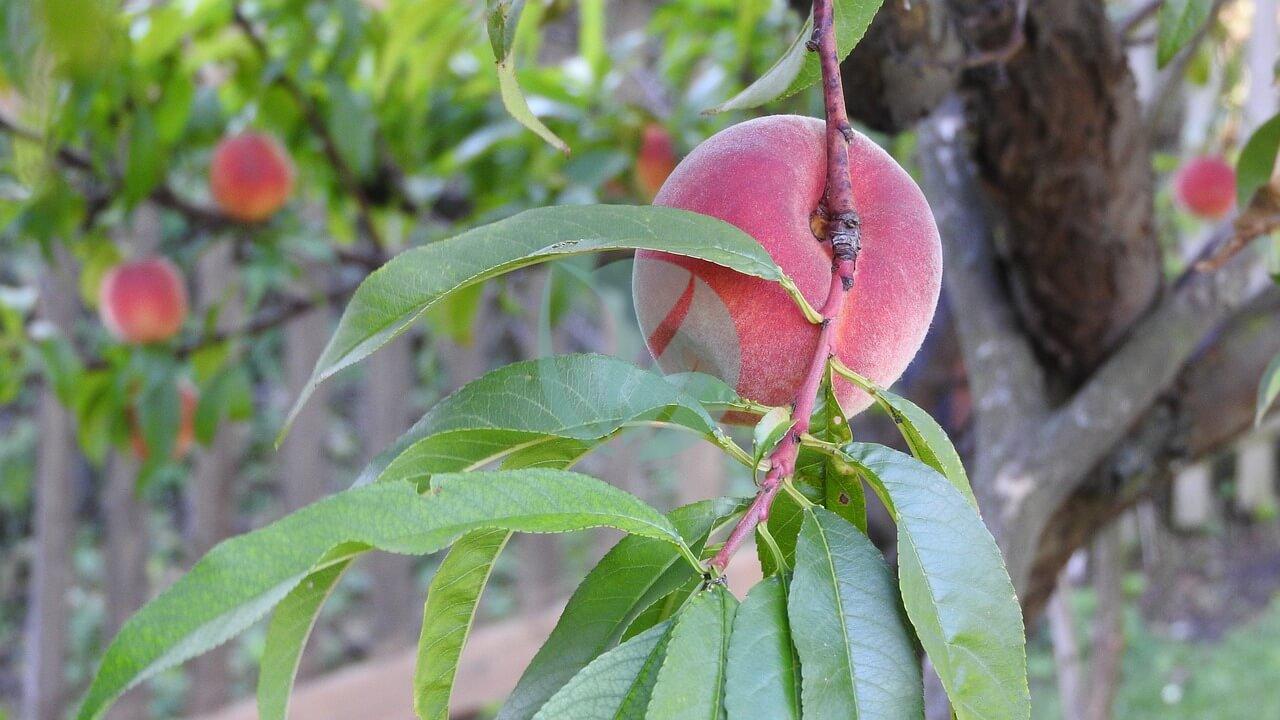 pecher arbre fruitier