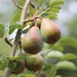 pears-5434553__340.jpg