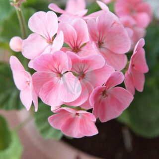 pelargonium-maroc.jpeg